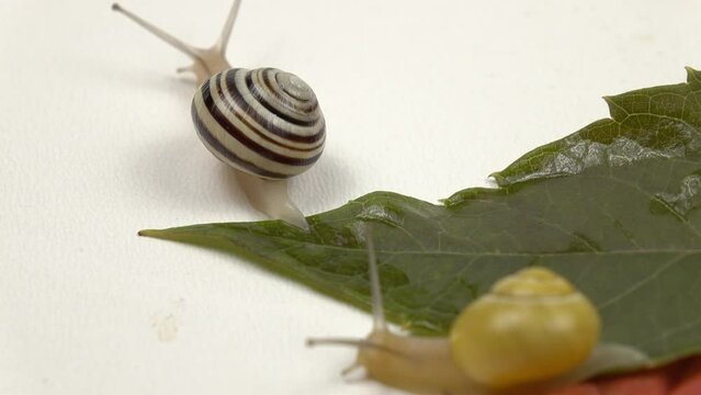 Small garden snails crawl along the colorful leaves of wild grapes on a white background