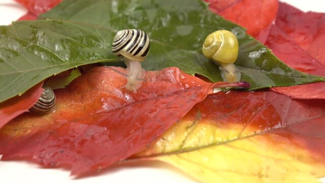 Small garden snails crawl along the colorful leaves of wild grapes on a white background