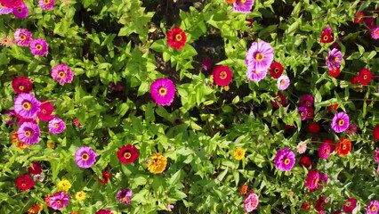 a walk in the park with autumn flowers in full bloom