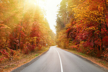 Obraz premium Asphalt road in an autumn forest - serene journey through nature's vibrant, seasonal canvas.