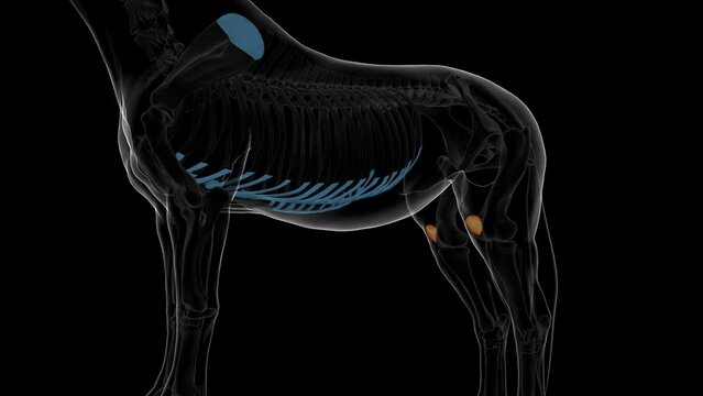 Patella bone horse skeleton anatomy for medical concept 3D animation