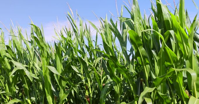 green high corn in the summer, a field with a harvest of unripe green corn