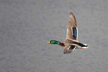 A male mallard drake in flight above a lake. 