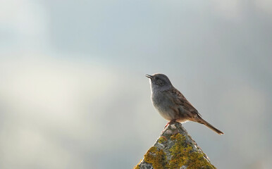 A backlit dunnock perching on a concrete post in the morning light. 