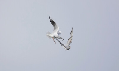 A low angle view of two black-headed gulls squabbling in the sky. 