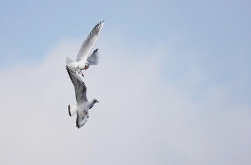 Two black headed gulls squabbling in mid-air against a blue sky background and space for copy.  - obrazy, fototapety, plakaty