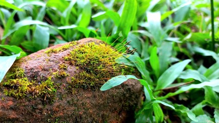 grass in the morning