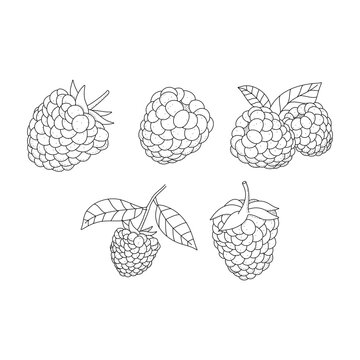 Raspberry hand drawn vector illustration. Raspberries sketch Vector illustration