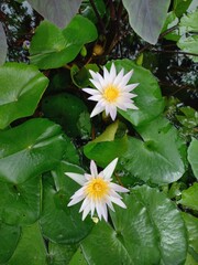 white lotus flower