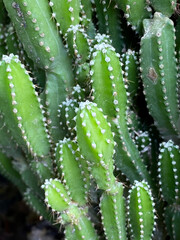cactus plant in nature garden