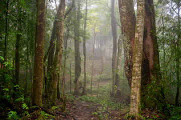 Colorful woodland and forest trees with fog in the morning