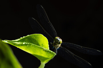 close up dragonfly on black background.