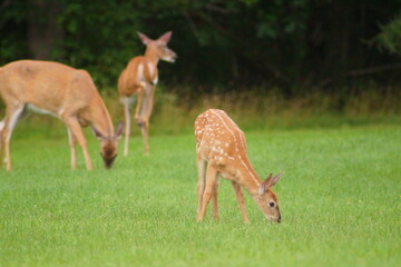 Whitetail Deer Fawn with Adults