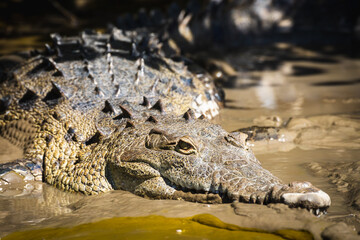 Close up photo of a crocodile lying in the mud and basking in the sun. Detail of a crocodile's...
