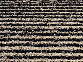 Closeup of impeccable acre in full frame