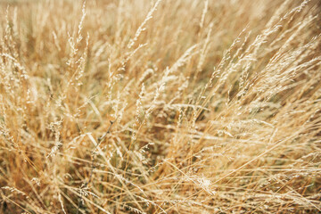 background texture of grass waving under the wind