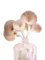 oyster mushroom on white background.