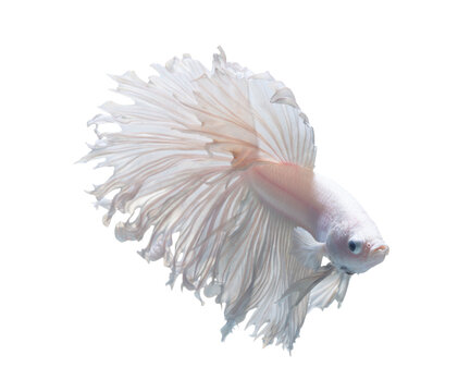recommend clip art: White betta fish, siamese fighting fish isolated on white background.