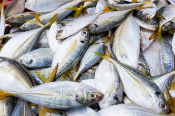Fresh Yellow-stripe scad in fish markets.