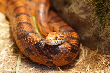 Adult Female Corn Snake