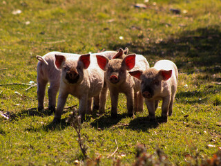 Cerditos Bebés