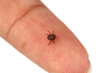 Tick crawling on human skin