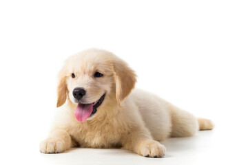 Cute Golden Retriever Puppy isolate on white background. - obrazy, fototapety, plakaty