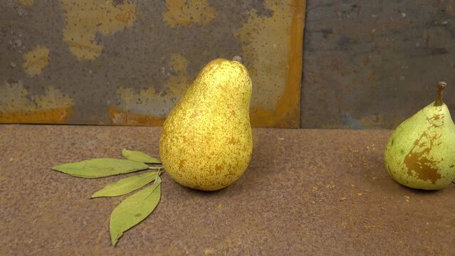 Ripe yellow pears lying in a row on an old rust metal table against the background of green and blue rust metal sheets