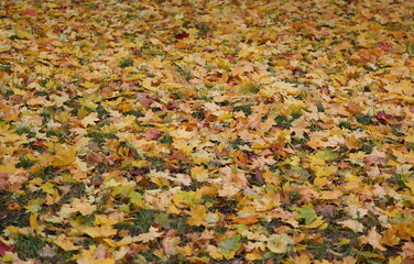 The ground is covered with fallen autumn leaves