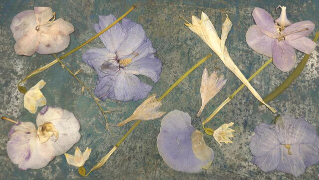 Dried pressed mallow flowers placed on the metal sheet with traces of rust and blue paint, background