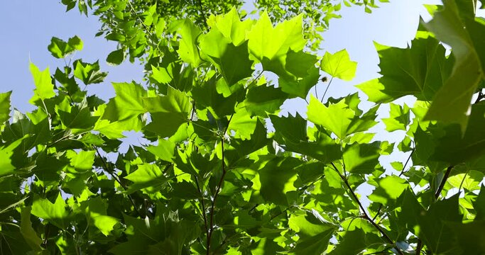 beautiful foliage of the sycamore tree with green foliage, beautiful foliage of the sycamore tree in sunny weather