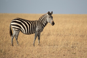 common zebra in the grasslands of the African savannah with the last light of the day