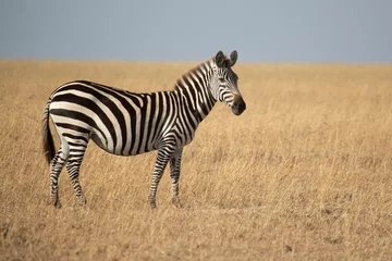 Rolgordijnen common zebra in the grasslands of the African savannah with the last light of the day © Jesus