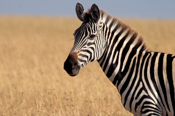 Fototapeta na wymiar common zebra in the grasslands of the African savannah with the last light of the day