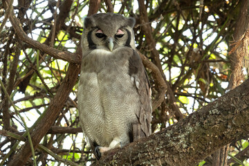 Female verreaux eagle owl in a forest with the last evening lights at Baringo Lake