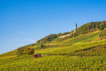 View over the vineyards near Rüdesheim to the Niederwald monument, also called Germania, on a sunny autumn day above Rüdesheim am Rhein - Germany - obrazy, fototapety, plakaty
