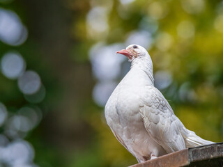 Paloma de la Paz 🕊