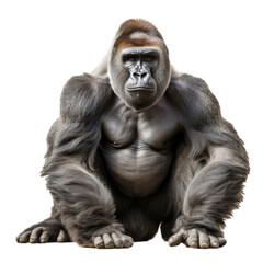 a Silverback Gorilla, front view as an isolated and transparent PNG in a Nature-themed, photorealistic illustration. Generative ai