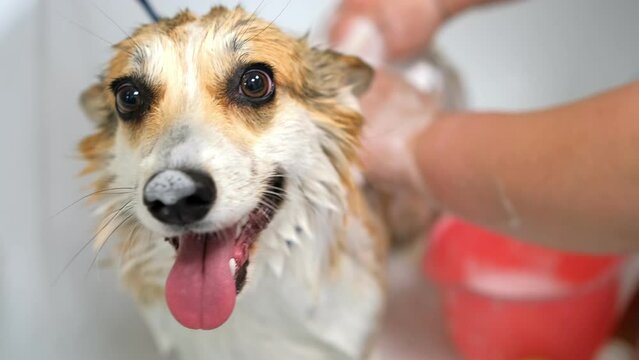 A groomer washes corgi dog in the bathroom with a special shampoo in a grooming salon pet care portrait of a wet animal