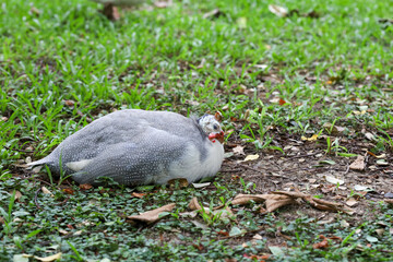The guineafowl is rest on nature garden under tree
