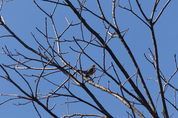 Beautiful robin perched in the tree. His black feathers blending in with the bare branches. His little orange belly stands out. The limbs of the tree do not have leaves due to the winter season.