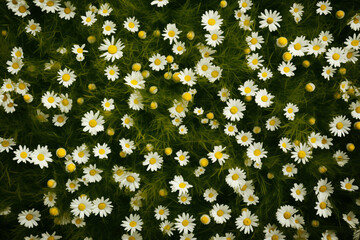 Spring meadow realistic background. Daisies field top view background.