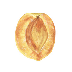Half an Apricot. Watercolor botanical illustration of sliced orange Fruit. Hand drawn clip art on isolated background. Painting of peach for food packaging design. Drawing of plants for kitchen tools