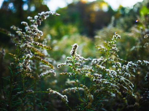 pollen covered weeds in a field, closeup