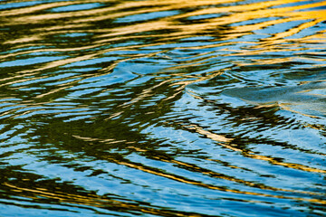 Ripples in water with sunrise light reflecting