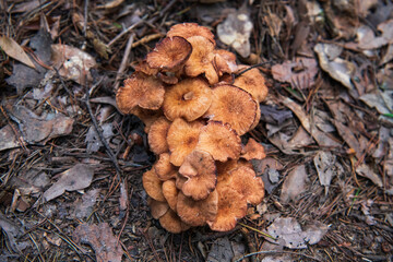 Closeup of a cluster of brown mushrooms growing in the leafy forest floor