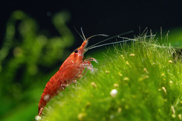 Red shrimp in the aquarium.