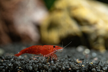 Red shrimp in the aquarium.