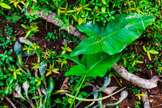 Arrow Arum, Catawba River, North Carolina