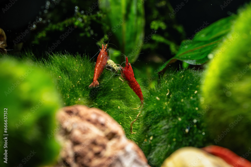 Sticker Red shrimp in the aquarium.